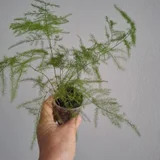 Аспарагус большой — pot (photo 5)