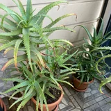 Алоэ в горшках — pot (photo 3)