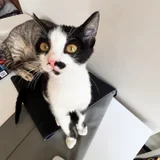 Котенок Шуфутинский младший — Egyptian cat (photo 2)