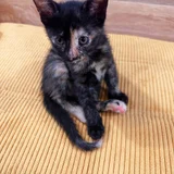 Котенок в добрые руки — Egyptian cat, tabby, schipperke (photo 4)
