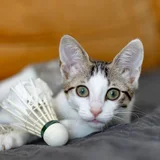 Котенок Ася в добрые руки — ping-pong ball, Egyptian cat, plastic bag (photo 3)