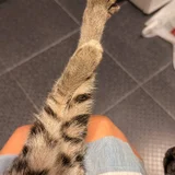 Котёнок девочка в добрые руки (photo 6)