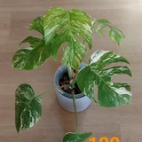 Растение в горшке (высота 60 см) — pot (photo 2)