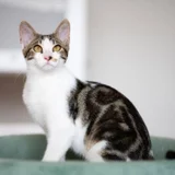 Котенок бенгальской породы — Egyptian cat, tiger cat, tabby (photo 1)