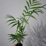 Женское счастье — pot (photo 5)