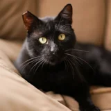 Кот Салем 4 года — Egyptian cat, Siamese cat (photo 2)
