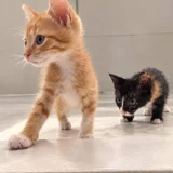Котёнок Ирис в добрые руки — tiger cat, Egyptian cat, tabby (photo 5)