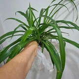 Аспарагус большой — pot (photo 3)
