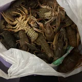 Краб (разные виды) — plastic bag (photo 3)