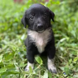 Щенок девочка в добрые руки — flat-coated retriever, Border collie (photo 1)