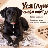 Собака Уся (Лабрадор ретривер) — Labrador retriever, flat-coated retriever (photo 1)