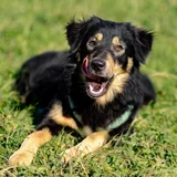 Девочка Квинни — Border collie, collie (photo 2)