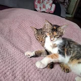 Котята в добрые руки — tabby, tiger cat (photo 1)