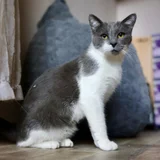 Кот Тихомир в добрые руки (photo 7)