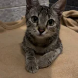Котёнок девочка в добрые руки — Egyptian cat, tabby (photo 2)