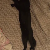 Кошечка Нация в добрые руки — schipperke (photo 4)