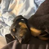 Щенок мальчик 4 месяца — miniature pinscher, kelpie, Rottweiler (photo 1)