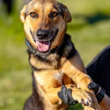 Собака Рекси в добрые руки — German shepherd (photo 1)