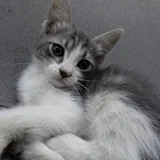 Котенок — Persian cat, lynx (photo 2)