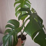 Хлорофитум зеленый — pot (photo 2)