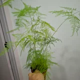 Ктенанте огромное растение — pot (photo 3)