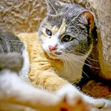 Трехцветная кошка Чупа в добрые руки — tabby, tiger cat (photo 2)