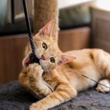 Котёнок Батон (photo 2)