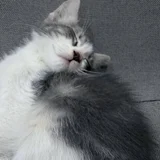 Котенок — Persian cat (photo 3)