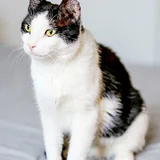 Кошка Шешем в добрые руки — Egyptian cat, tiger cat (photo 4)