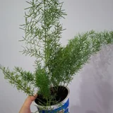 Хамедорея — pot (photo 1)