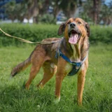 Собака Бобби в добрые руки — Border terrier (photo 1)
