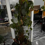 Комнатное растение Филодендрон scandens brasil — cash machine, doormat (photo 3)