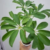 Аспарагус большой — pot, vase (photo 2)