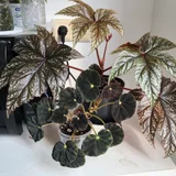 Филодендрон scandens brasil — pot (photo 2)