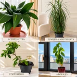 Спатифиллум — pot (photo 1)