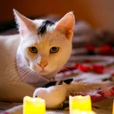 Кот Финдус — Egyptian cat, ice lolly (photo 4)