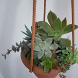 Суккуленты (photo 10)
