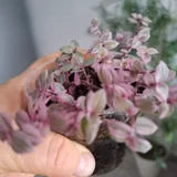 Суккуленты — pot (photo 4)