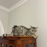 Кошка (донор) — Egyptian cat, tabby (photo 1)