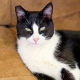 Кошка Николь — Egyptian cat, tiger cat (photo 5)