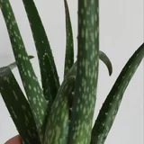 Алоэ Вера и хондрозник (индийский лук) — cucumber (photo 1)