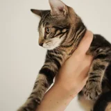 Кот мраморного окраса — tabby, Egyptian cat (photo 2)