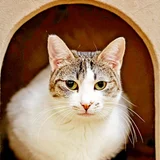Кошка Орнелла — tiger cat, tabby (photo 1)
