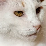 Кошки Плюшка и Айза в добрые руки (photo 11)