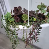 Суккуленты (photo 9)