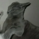 Русский голубой кот Грогу — whippet (photo 5)