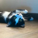 Котенок Шуфутинский младший — Siamese cat, Egyptian cat (photo 5)