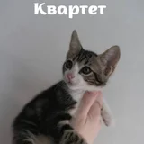 Котята породы египетский мау — Egyptian cat, tabby, tiger cat (photo 1)