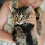 Кот мраморного окраса — Egyptian cat, tiger cat, tabby (photo 3)
