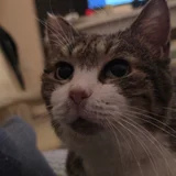 Кошка Шарлотта — Egyptian cat, tiger cat, tabby (photo 1)
